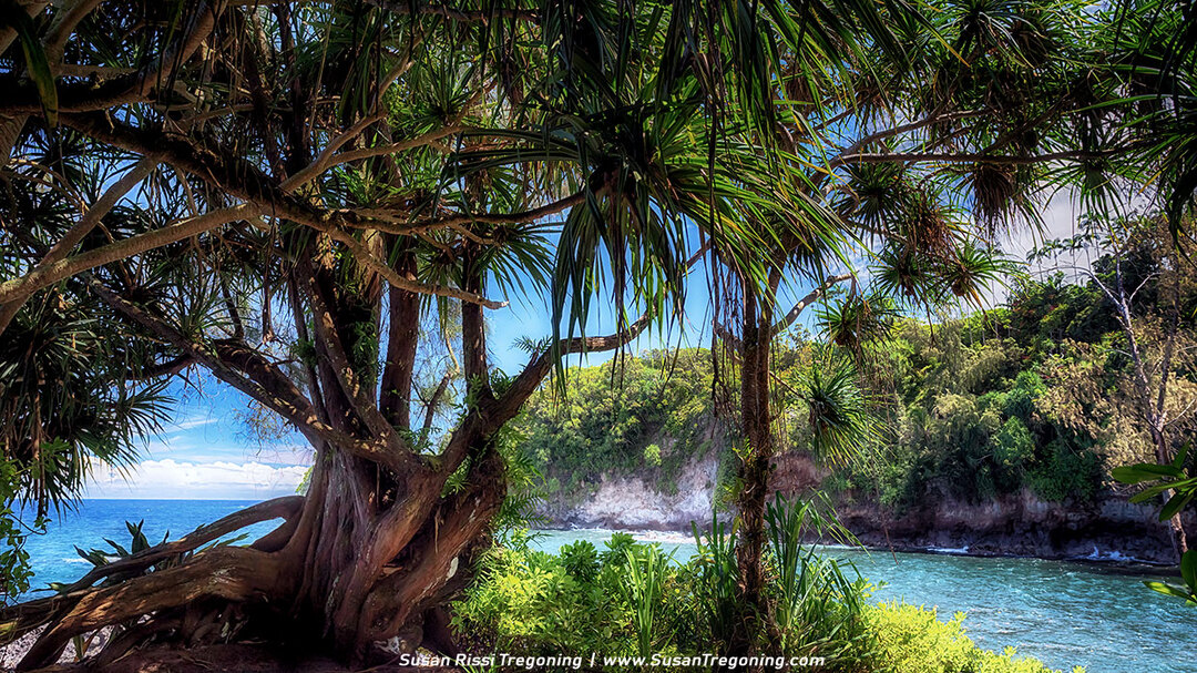 Onomea Bay viewed from a lush tropical overlook, with a twisted tree in the foreground, dense green vegetation, rocky cliffs, and gentle ocean waves under a partly cloudy sky at the Hawaii Tropical Botanical Garden.