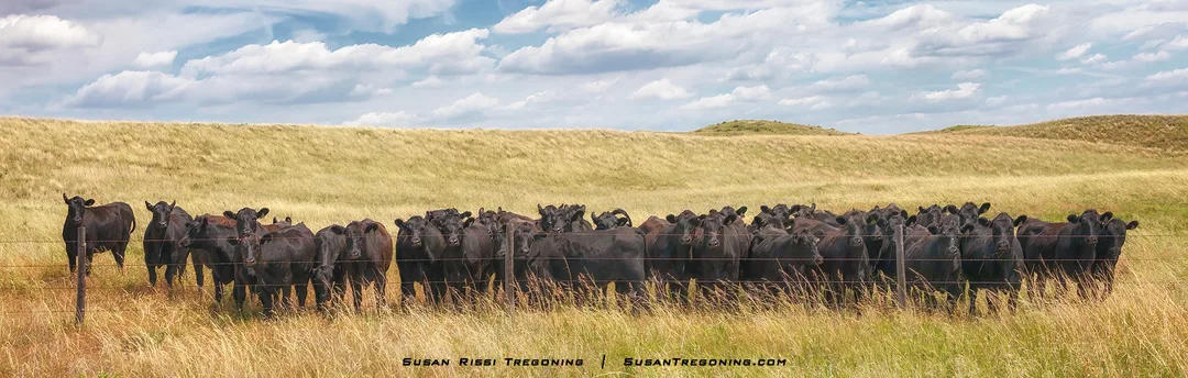 A large group of black cattle crowd along a wire fence in front of rolling grass‑covered hills under a partly cloudy sky.