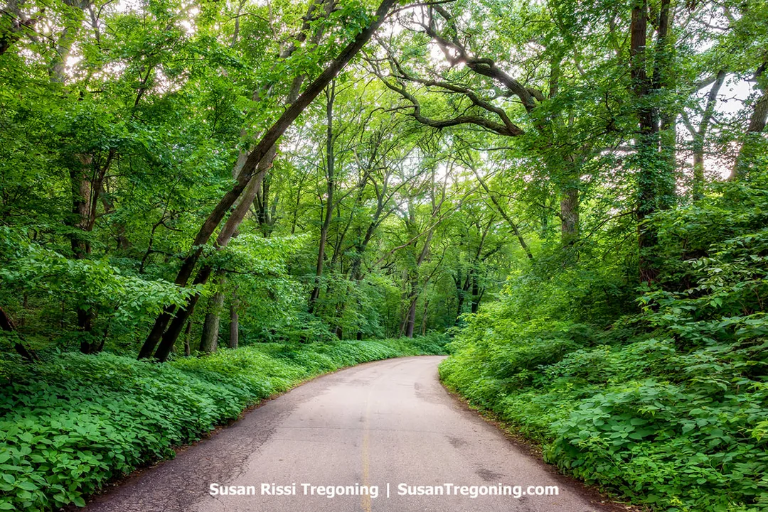 A paved road curves through dense forest at Stone State Park. Trees line both sides of the roadway, creating a shaded corridor through the wooded landscape.