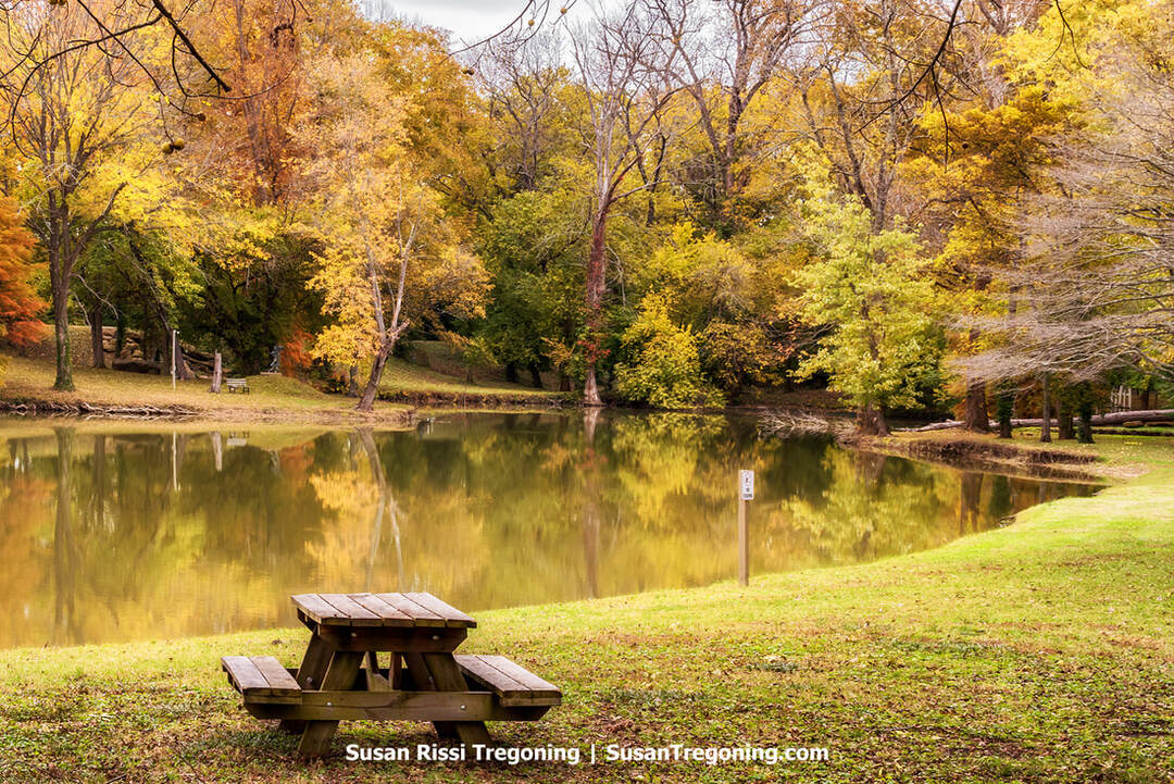 A wooden picnic table sits beside Swan Lake in Paul Tillich Park, overlooking calm water that reflects the surrounding autumn trees in shades of gold, orange, and green. The grassy shoreline and a small signpost frame the foreground, while the vibrant fall foliage creates a peaceful, contemplative setting around the pond.