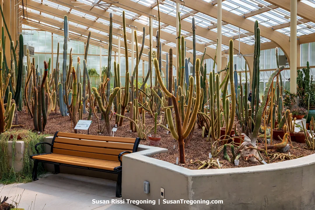 Cactus and succulent collection inside the International Peace Garden Conservatory, featuring tall columnar cacti and sculptural succulents under a bright glass roof with a wooden bench in the foreground.